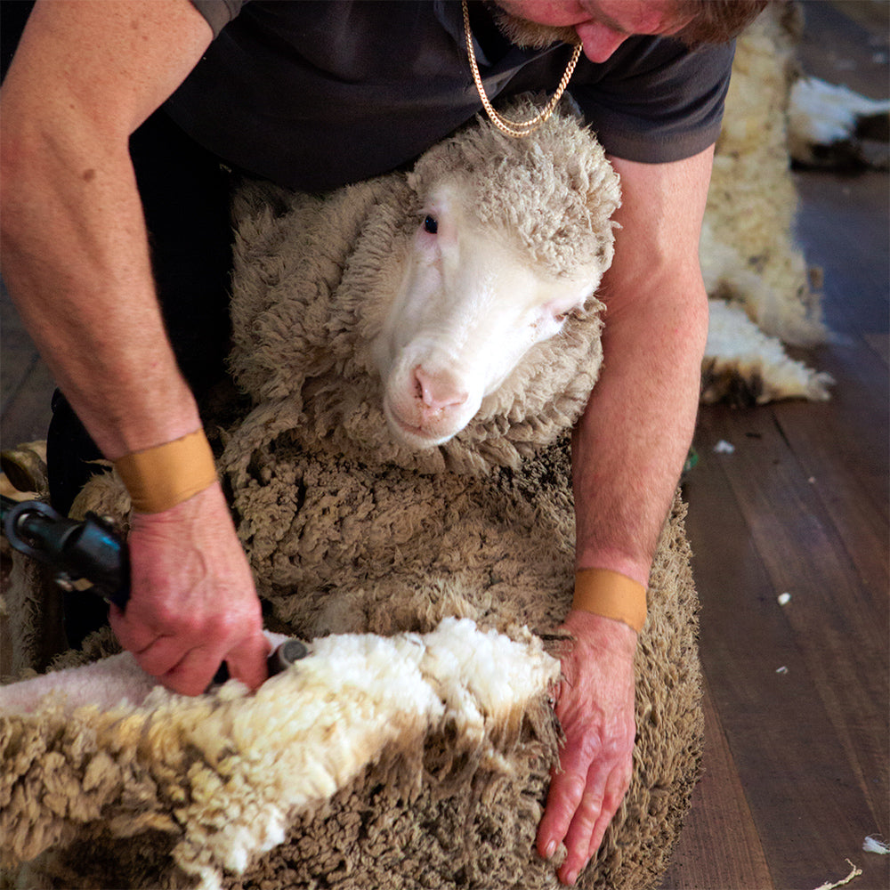 Animal welfare Tasmanian Merino Sheep, Responsible, Ethical, Wool, Caring, Soft