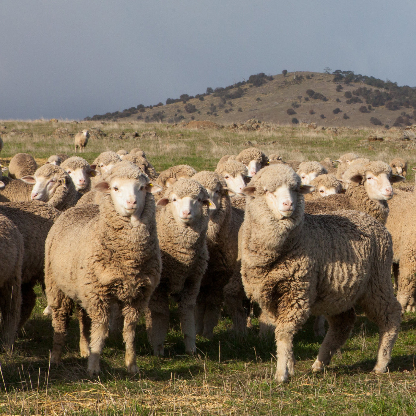 Tasmanian Merino Sheep, Responsible, Ethical, Wool