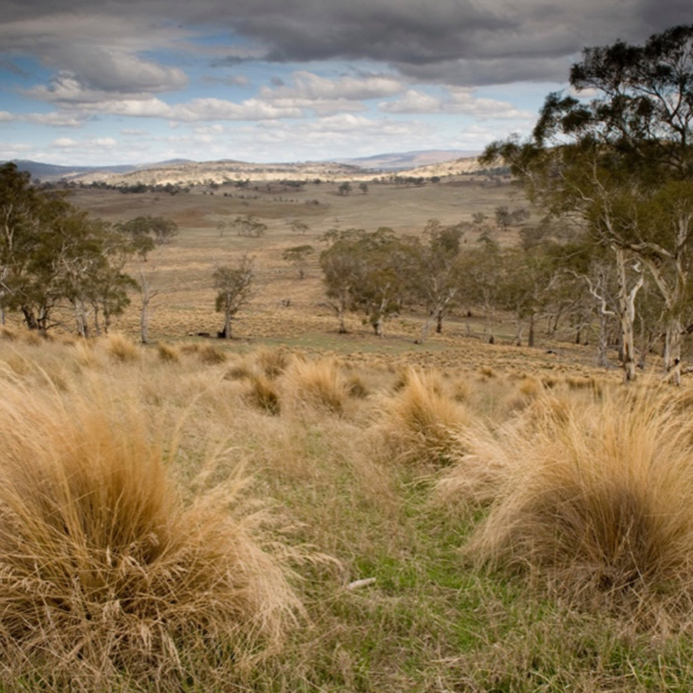 Natural, Freedom, Animal welfare Tasmanian Merino Sheep, Responsible, Ethical, Wool, Caring, Soft