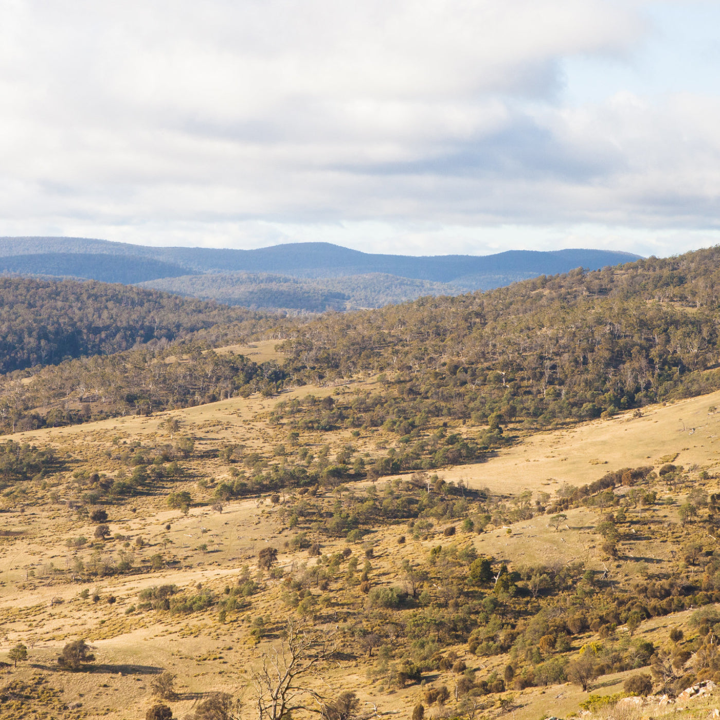 Tasmanian Merino Sheep, Responsible, Ethical, Wool