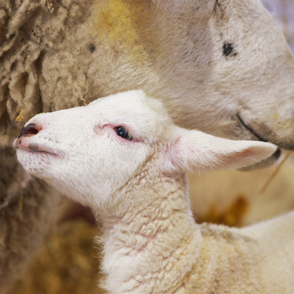 Animal welfare Tasmanian Merino Sheep, Responsible, Ethical, Wool, Caring, Soft