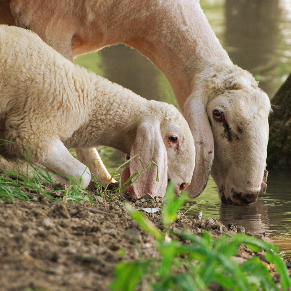 Animal welfare Tasmanian Merino Sheep, Responsible, Ethical, Wool, Caring, Soft