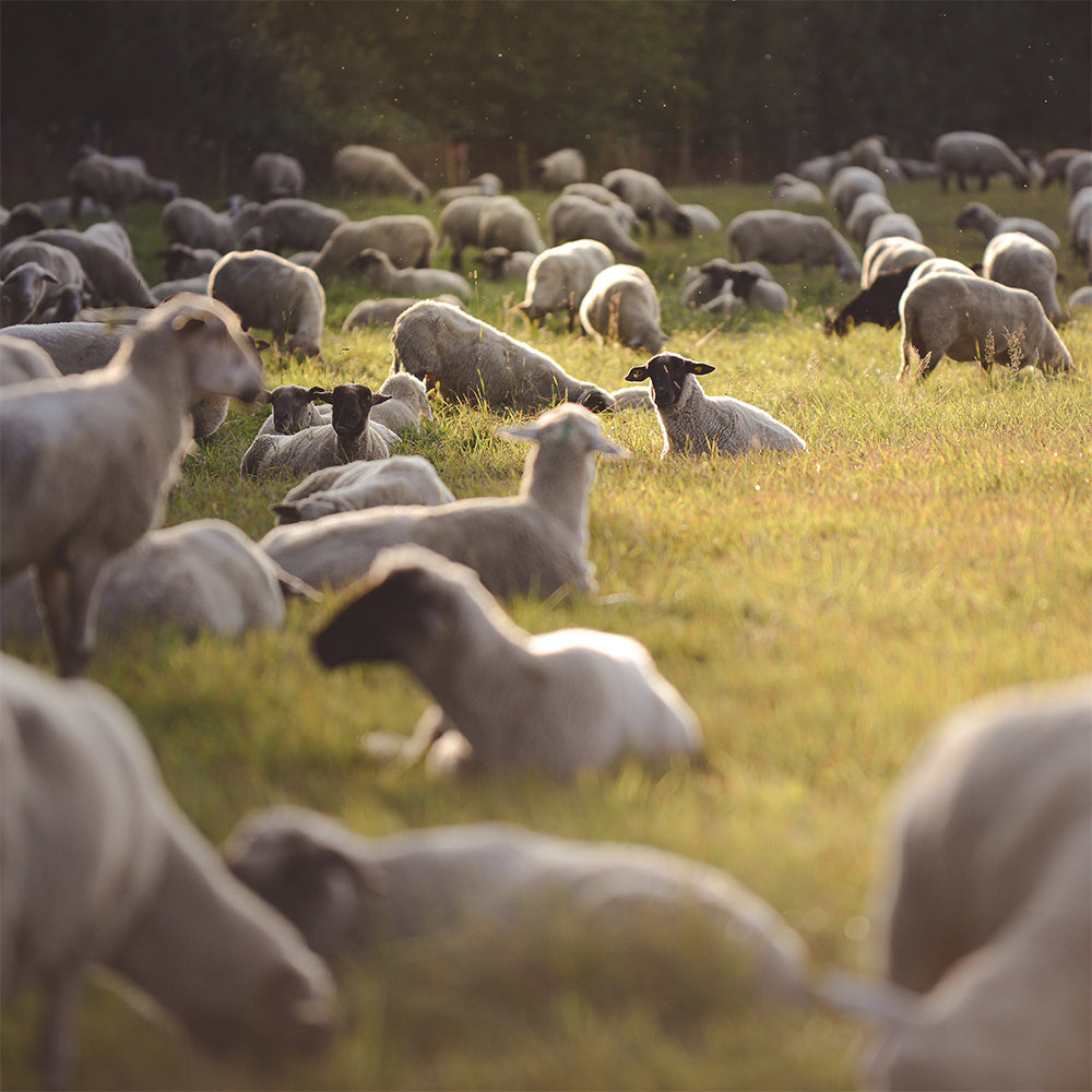 Animal welfare Tasmanian Merino Sheep, Responsible, Ethical, Wool, Caring, Soft