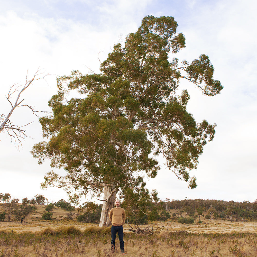 Direct source traceability unique to farm, Tasmanian Merino, Responsible and Ethical