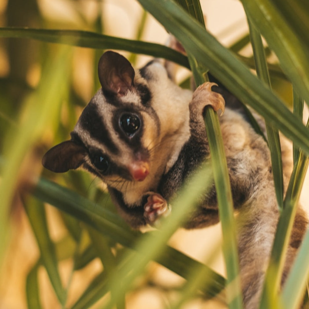 Natropy Apres sustainable business model, CSIRO biodiversity